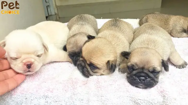 Những Điều Cần Lưu Ý Khi Chó Con Bắt Đầu Mở Mắt