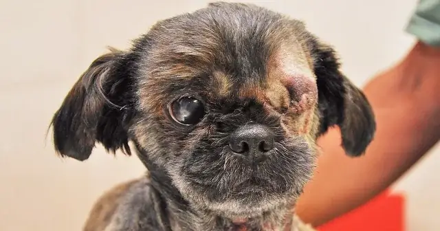 Mắt Chó Giấy Là Gì? Tìm Hiểu Loài Cây Giả Mạo Hình Mắt Động Vật