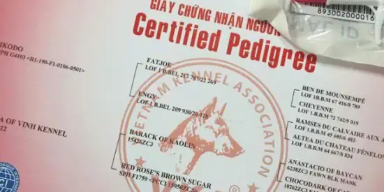 Ý Nghĩa Của Giấy Vka Dành Cho Chó