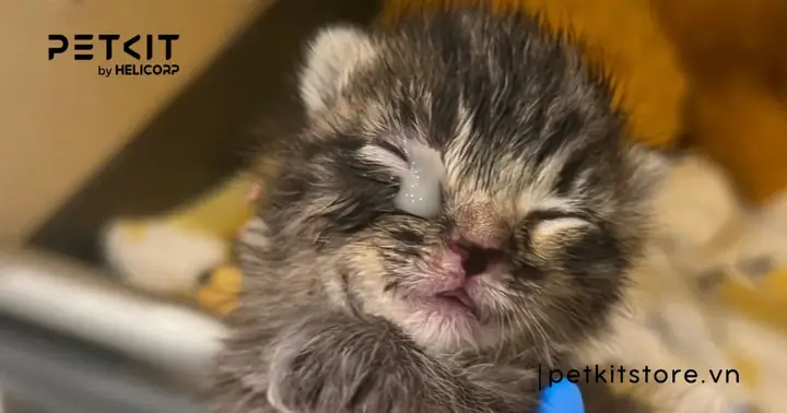 Dấu Hiệu Bệnh Lý Về Mắt Ở Mèo Con