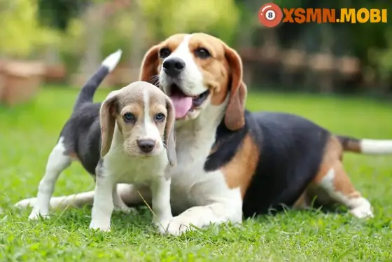 Điềm Báo Chó Vào Nhà Theo Màu Lông (ngũ Hành Ứng Nghiệm)