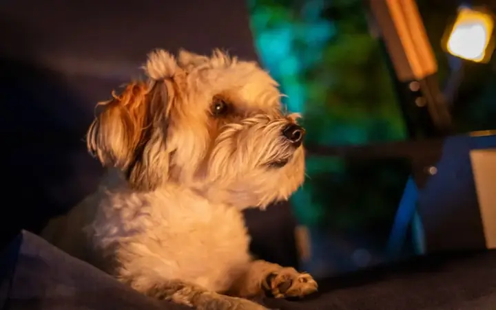 Chócó Nhìn Thế Giới Giống Con Người Không?