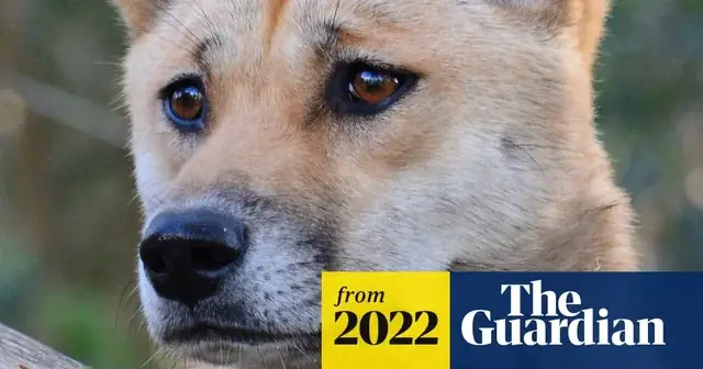 Mặt Nạ Cười Cho Chó: Hiểu Đúng Về Biểu Cảm Và Sức Khỏe Thú Cưng