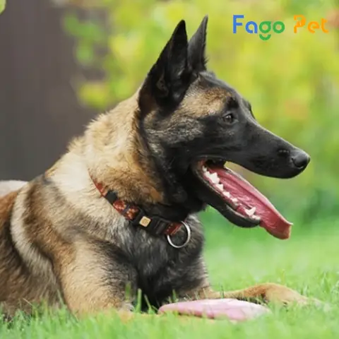 Cách Chọn Chó Becgie Bỉ Qua Tính Cách