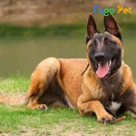 Cách Chọn Chó Becgie Bỉ Đẹp Chuẩn Dựa Trên Đặc Điểm Ngoại Hình