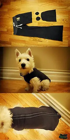 May Áo Cho Chó Từ Ống Quần Cũ (phương Pháp “không May” Hoặc Ít May)