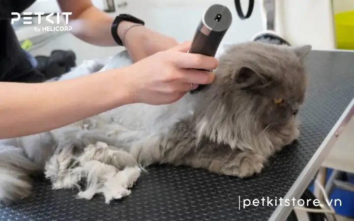 Lợi Ích Của Việc Sử Dụng Tông Đơ Cắt Lông Chó Mèo Lợi Ích Của Việc Sử Dụng Tông Đơ Cắt Lông Chó Mèo