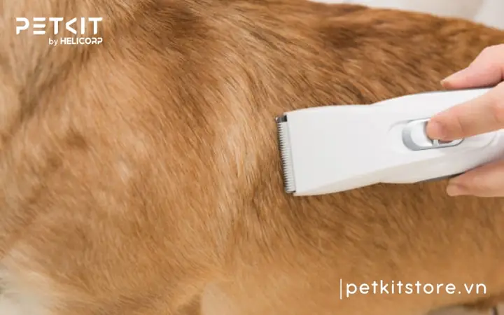 Các Yếu Tố Cân Nhắc Khi Chọn Tông Đơ Cắt Tỉa Lông Thú Cưng? Các Yếu Tố Cân Nhắc Khi Chọn Tông Đơ Cắt Tỉa Lông Thú Cưng?
