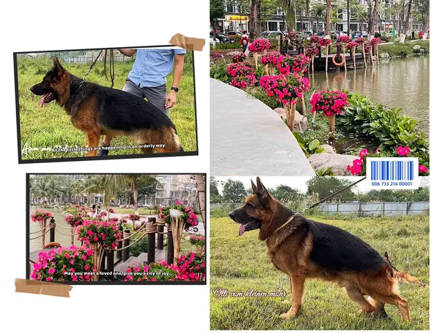 Máy Đo Rụng Trứng Cho Chó Máy Đo Rụng Trứng Cho Chó