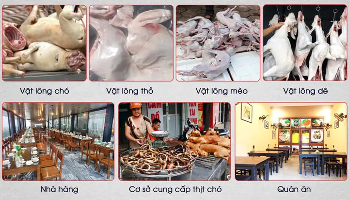 Vặt Lông Nhiều Loại Động Vật Khác Nhau