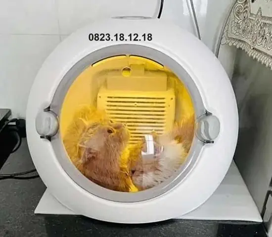 Tại Sao Phải Mua Máy Sấy Lông Chó Mèo