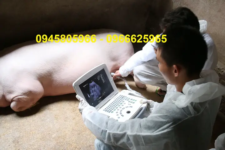 Các Loại Máy Siêu Âm Thú Y Giá Rẻ Chất Lượng