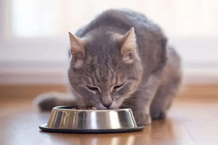 Men Tiêu Hóa Của Người Có An Toàn Cho Mèo Không