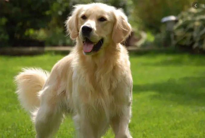 Nét Tướng Khá Xấu Nhưng Giúp Chủ Nhân Vượng Phát Tài Lộc, Muốn Giàu Thì Không Nên Tẩy Xóa