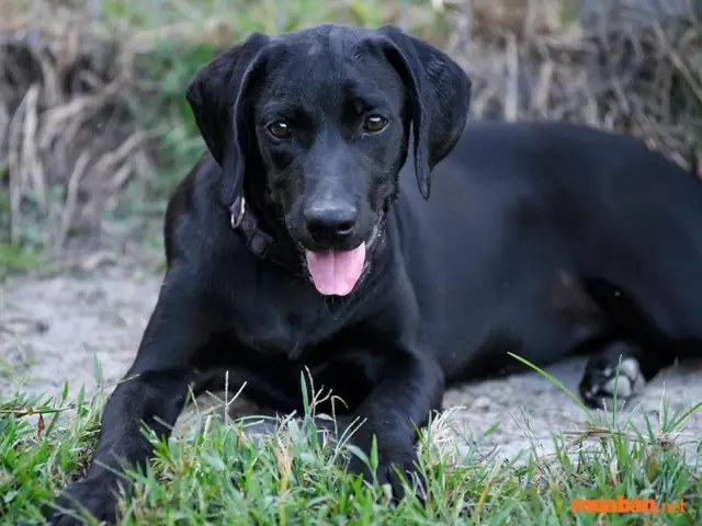 Nét Tướng Khá Xấu Nhưng Giúp Chủ Nhân Vượng Phát Tài Lộc, Muốn Giàu Thì Không Nên Tẩy Xóa