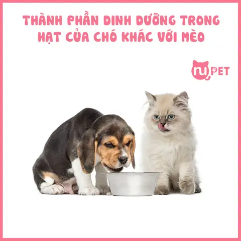 Thành Phần Dinh Dưỡng Trong Hạt Chó Khác Với Mèo