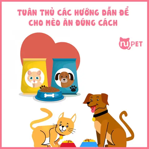 Vậy Làm Sao Để Cho Mèo Ăn Hạt Đúng Cách?