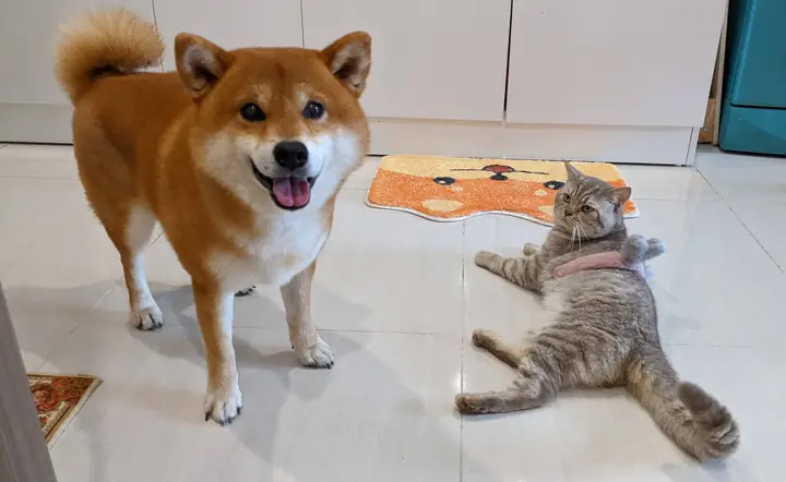 Microchip Cho Chó Giá Bao Nhiêu