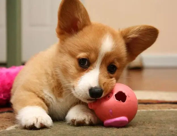 Nằm Mơ Thấy Chó Đánh Số Mấy?