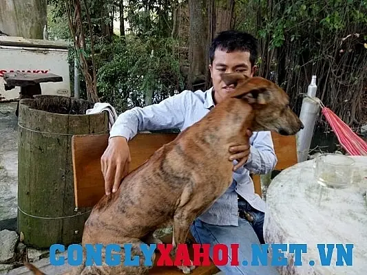 Ty Phu Tuoi 30 Tu Mo Hinh Nuoi Cho Phu Quoc Va Noi Niem Bao Ton Giong Cho Viet Ty Phu Tuoi 30 Tu Mo Hinh Nuoi Cho Phu Quoc Va Noi Niem Bao Ton Giong Cho Viet