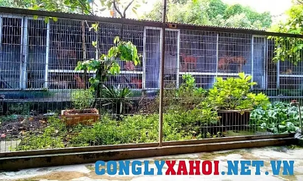 Ty Phu Tuoi 30 Tu Mo Hinh Nuoi Cho Phu Quoc Va Noi Niem Bao Ton Giong Cho Viet Ty Phu Tuoi 30 Tu Mo Hinh Nuoi Cho Phu Quoc Va Noi Niem Bao Ton Giong Cho Viet