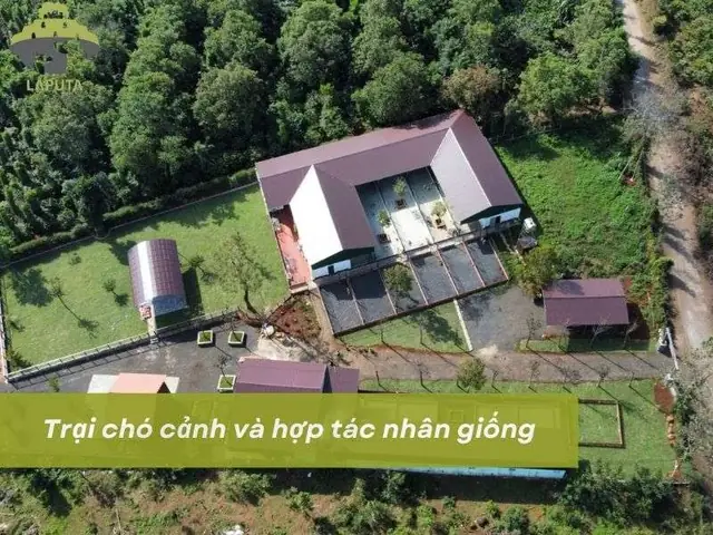 Tổng Quan Về Mô Hình Trại Chó Cảnh