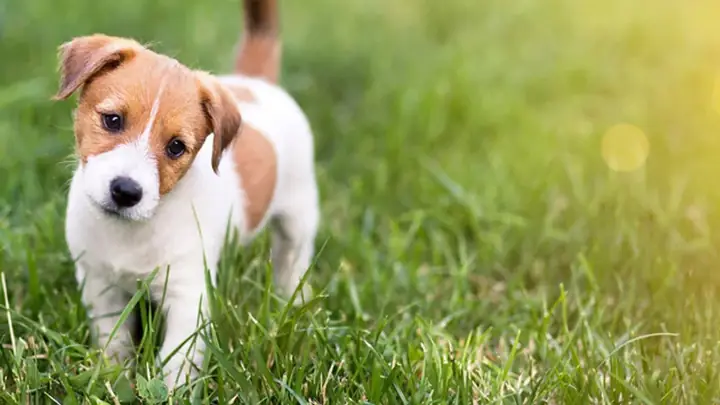 Mơ Thấy Chó Cắn Nhau