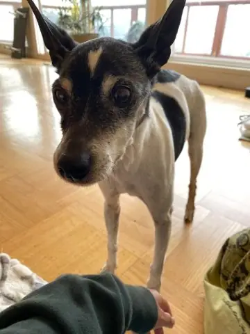 Mơ Thấy Chó Đen Cắn: Điềm Báo Chung Và Thông Điệp Tiềm Ẩn