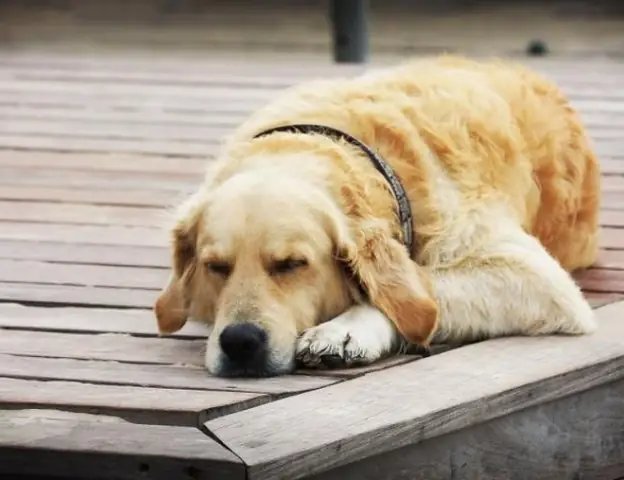 Nằm Mơ Thấy Chó Hên Hay Xui? Nằm Mơ Thấy Chó Hên Hay Xui?