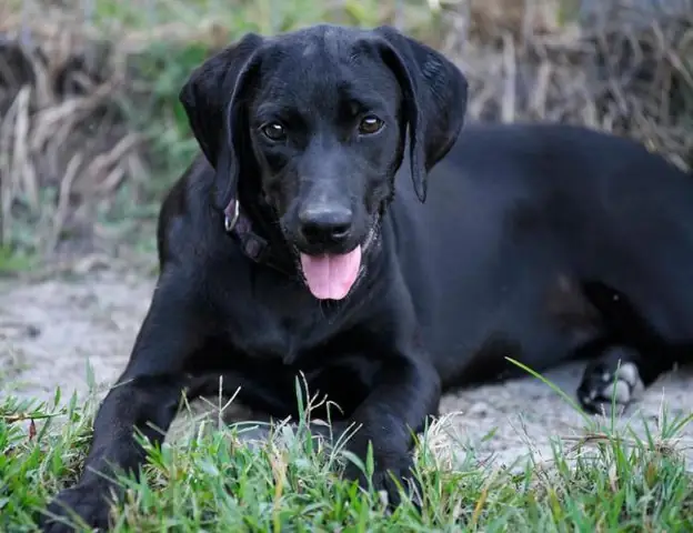 Mơ Thấy Chó Đen Mơ Thấy Chó Đen