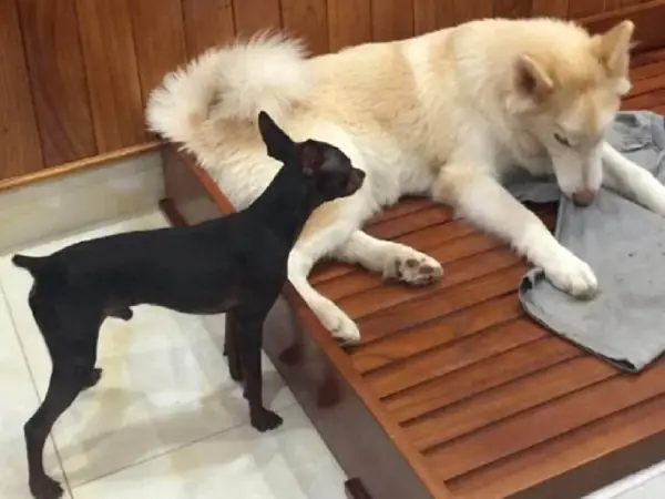 Chiêm Bao Thấy Chó Chạy Theo Mình Vào Nhà