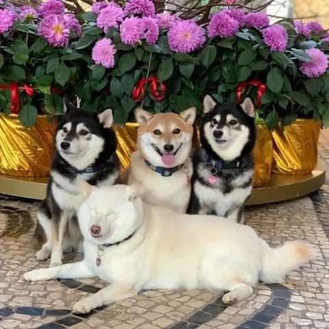 13. Mơ Thấy 4 Con Chó