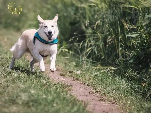 Ngủ Mơ Thấy Chó Trắng Đuổi Theo Mình Ngủ Mơ Thấy Chó Trắng Đuổi Theo Mình