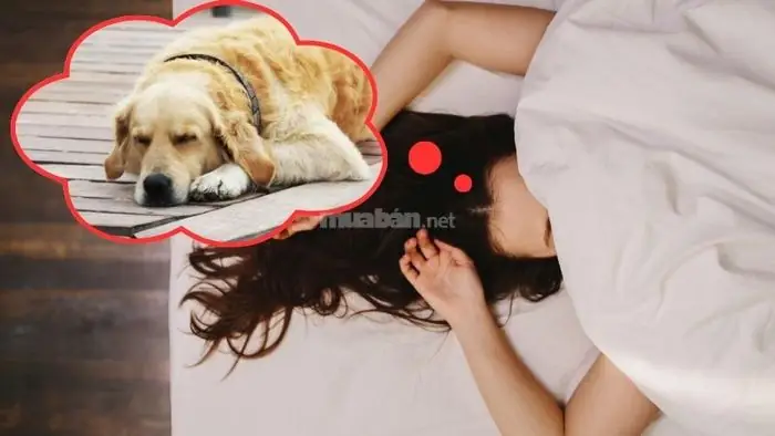 Giấc Mơ Thấy Chó Vàng Là Điềm Báo Tốt Hay Xấu?