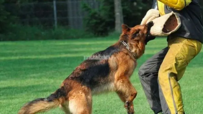 Mơ Thấy Chó Cắn Người Khác