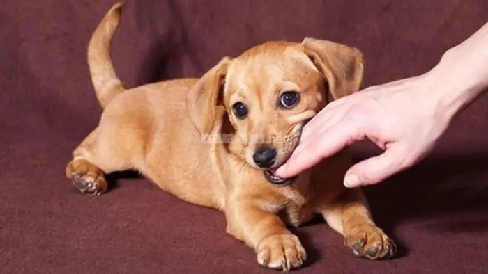 Nằm Mơ Thấy Chó Cắn