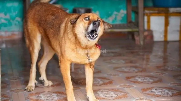 Nằm Mơ Thấy Chó Sủa Là Một Dấu Hiệu Cảnh Báo Về Tính Cách Của Bạn
