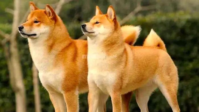 Giấc Mơ Thấy Hai Con Chó