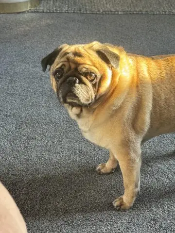 Ý Nghĩa Tổng Quan Khi Mơ Thấy Nhận Nuôi Chó Ý Nghĩa Tổng Quan Khi Mơ Thấy Nhận Nuôi Chó