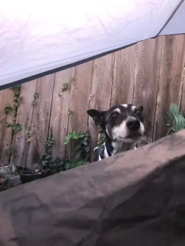 Mơ Thấy Nhận Nuôi Chó Bị Bỏ Rơi Mơ Thấy Nhận Nuôi Chó Bị Bỏ Rơi