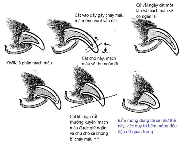 Móng Chân Chó Bị Đen: Nguyên Nhân, Cách Nhận Biết Và Xử Lý Kịp Thời