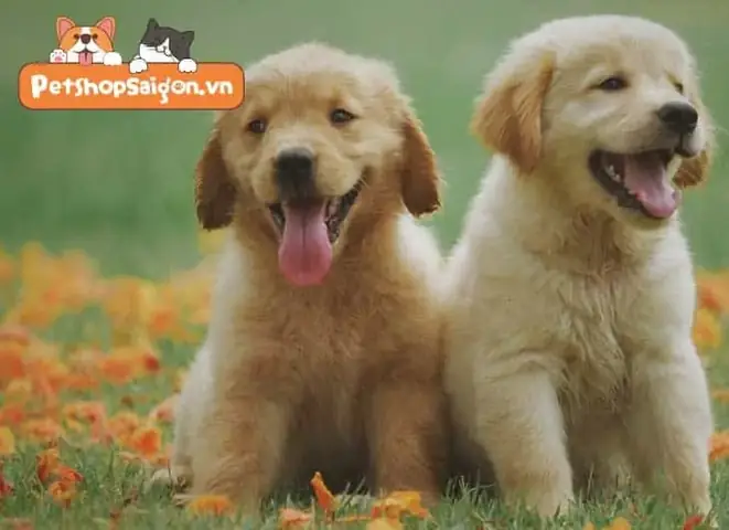 Một Con Chó Con Bao Nhiêu Tiền: Cẩm Nang Toàn Diện Về Giá Chó Cảnh Tại Việt Nam