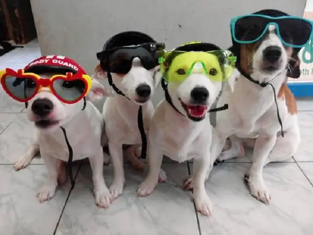 Shop Mua Bán Chó Cảnh Huế Giá Rẻ