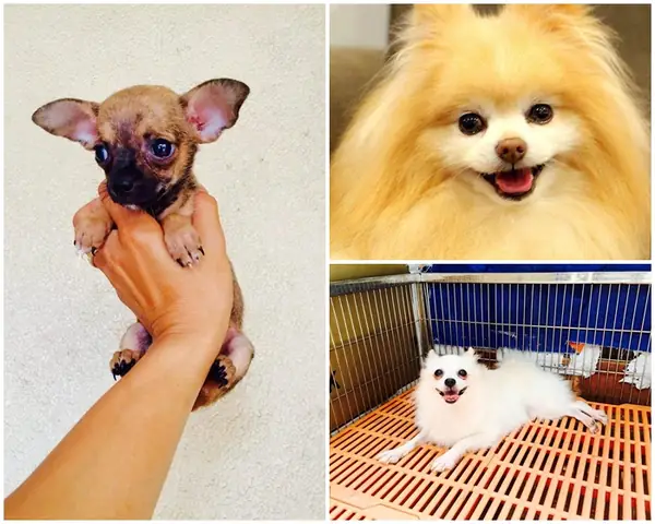 Thú Cưng Huế – Shop Mua Bán Thú Cảnh Uy Tín