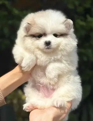 Mua Bán Chó Fox Sóc: Loài Động Vật Độc Đáo Và Những Điều Cần Biết