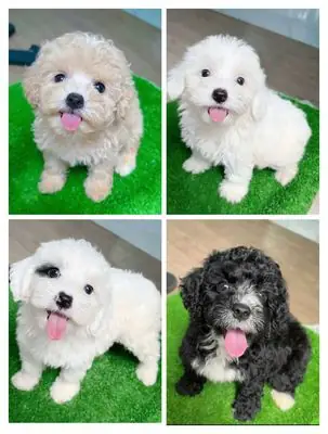 Mua Bán Chó Fox Sóc: Loài Động Vật Độc Đáo Và Những Điều Cần Biết