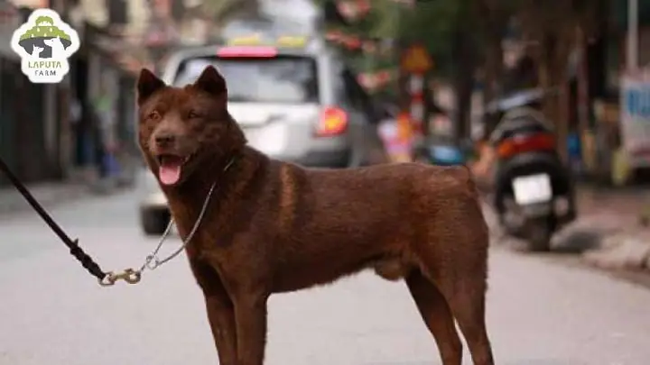 Mua Bán Chó H’mông Cộc: Thông Tin, Nguồn Gốc Và Cách Nhận Biết