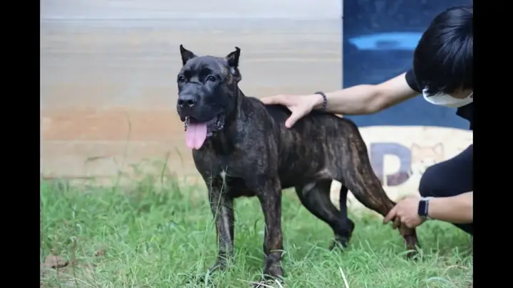 Mua Bán Chó Ngao Ý