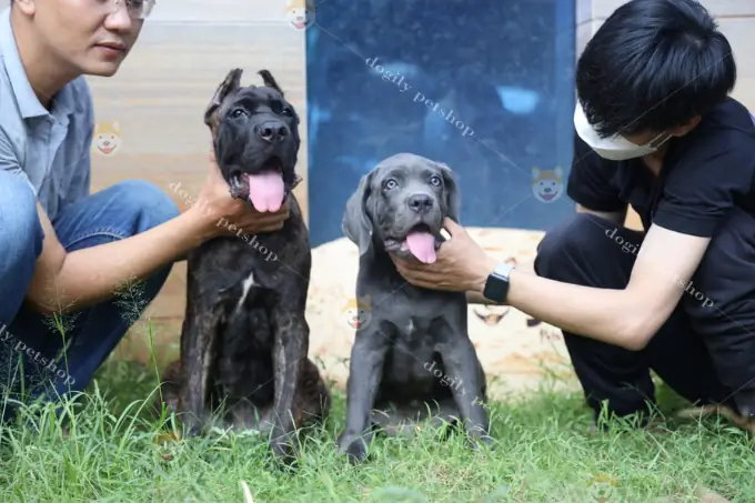 Mua Bán Chó Ngao Ý