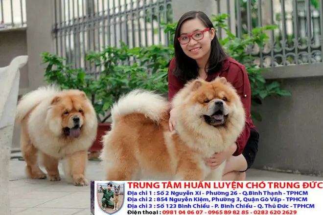 Mua Bán Chó Quận 8: Hướng Dẫn Chọn Nơi Uy Tín Và Các Giống Chó Phổ Biến